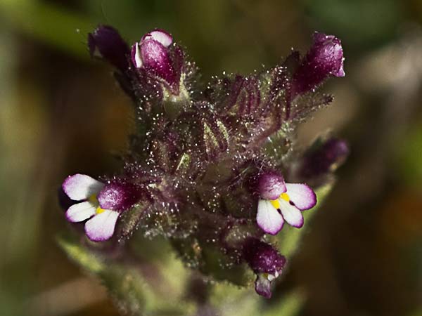 Algarabía (Parentucellia latifolia)