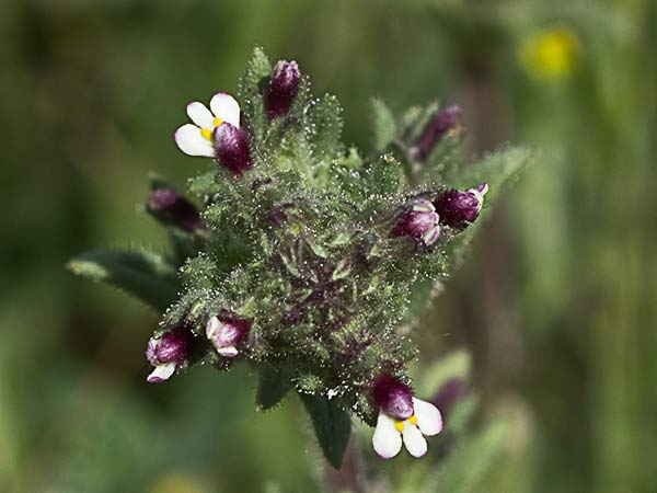 Algarabía (Parentucellia latifolia)