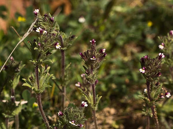 Algarabía (Parentucellia latifolia)