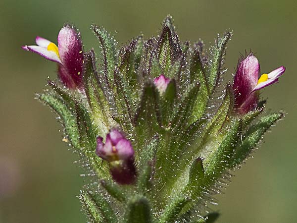 Algarabía (Parentucellia latifolia)