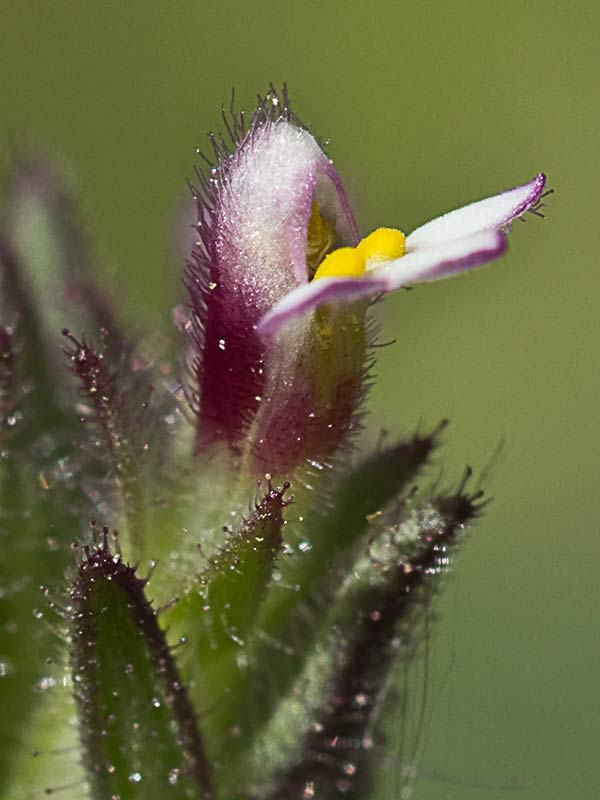 Algarabía (Parentucellia latifolia)