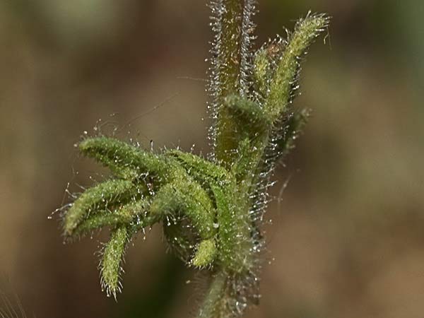 Algarabía (Parentucellia latifolia)