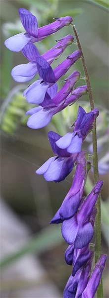 Algarrobilla de monte (Vicia cracca)
