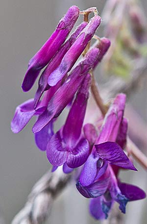 Vicia cracca