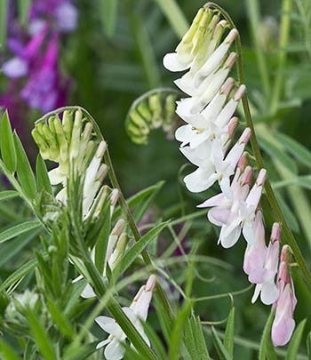 Vicia cracca