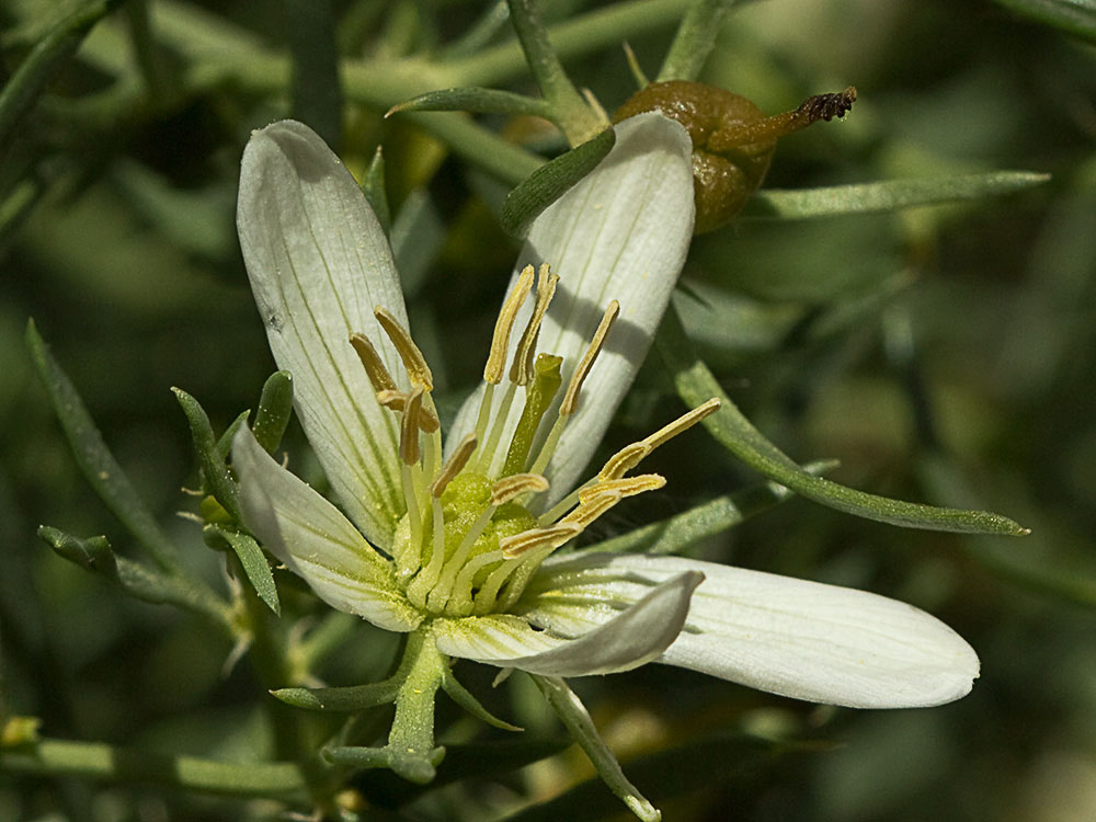 Capítulo de la Alharma, catarrocines (Peganum harmala)