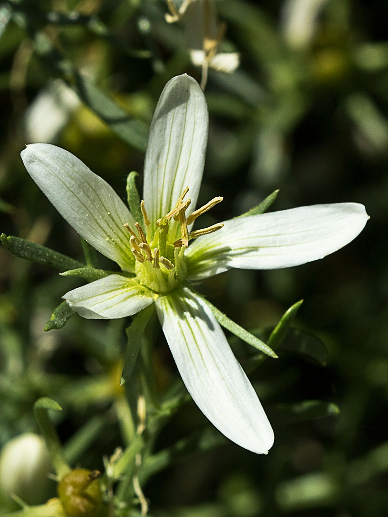 Capítulo de la Alharma, catarrocines (Peganum harmala)