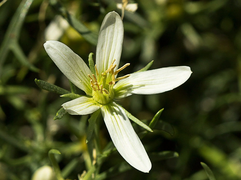 Capítulo de la Alharma, catarrocines (Peganum harmala)