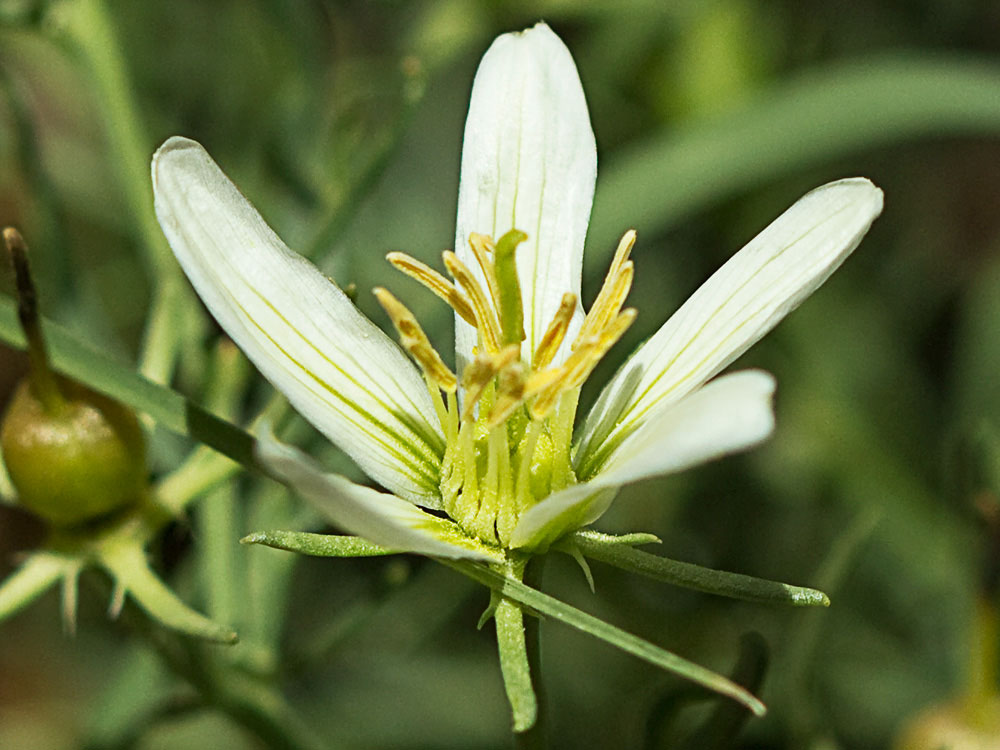 Capítulo de la Alharma, catarrocines (Peganum harmala)