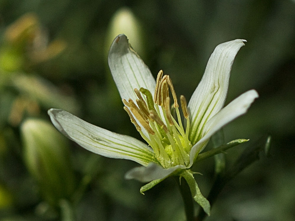 Capítulo de la Alharma, catarrocines (Peganum harmala)