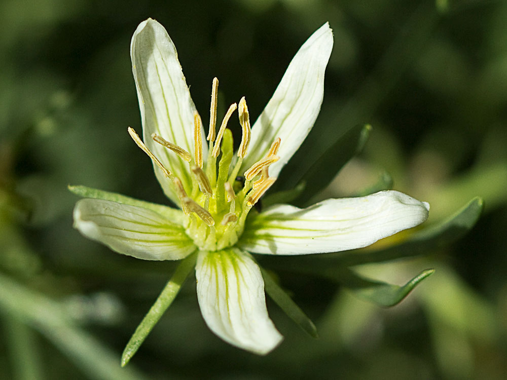 Capítulo de la Alharma, catarrocines (Peganum harmala)