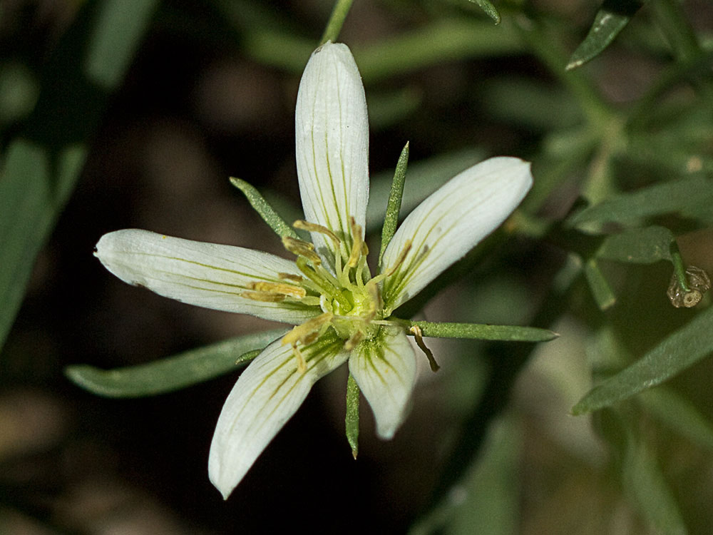 Capítulo de la Alharma, catarrocines (Peganum harmala)