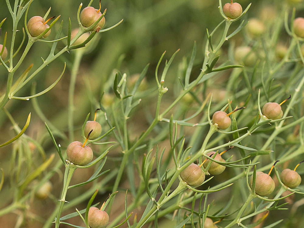 Mata con las cápsulas de la Alharma, catarrocines (Peganum harmala)