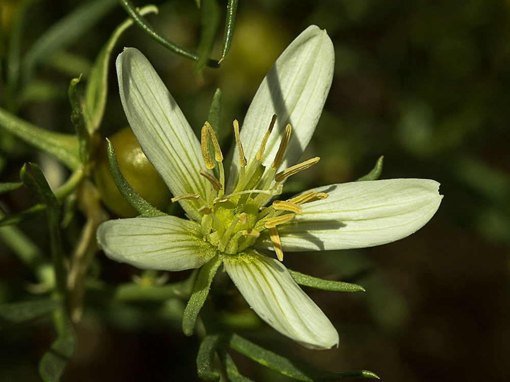 Capítulo dela Alharma, catarrocines (Peganum harmala)
