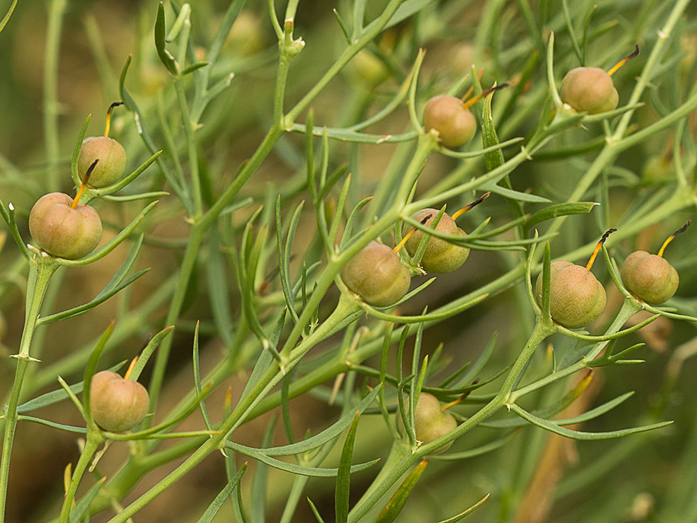 Cápsulas  de la Alharma, catarrocines (Peganum harmala)
