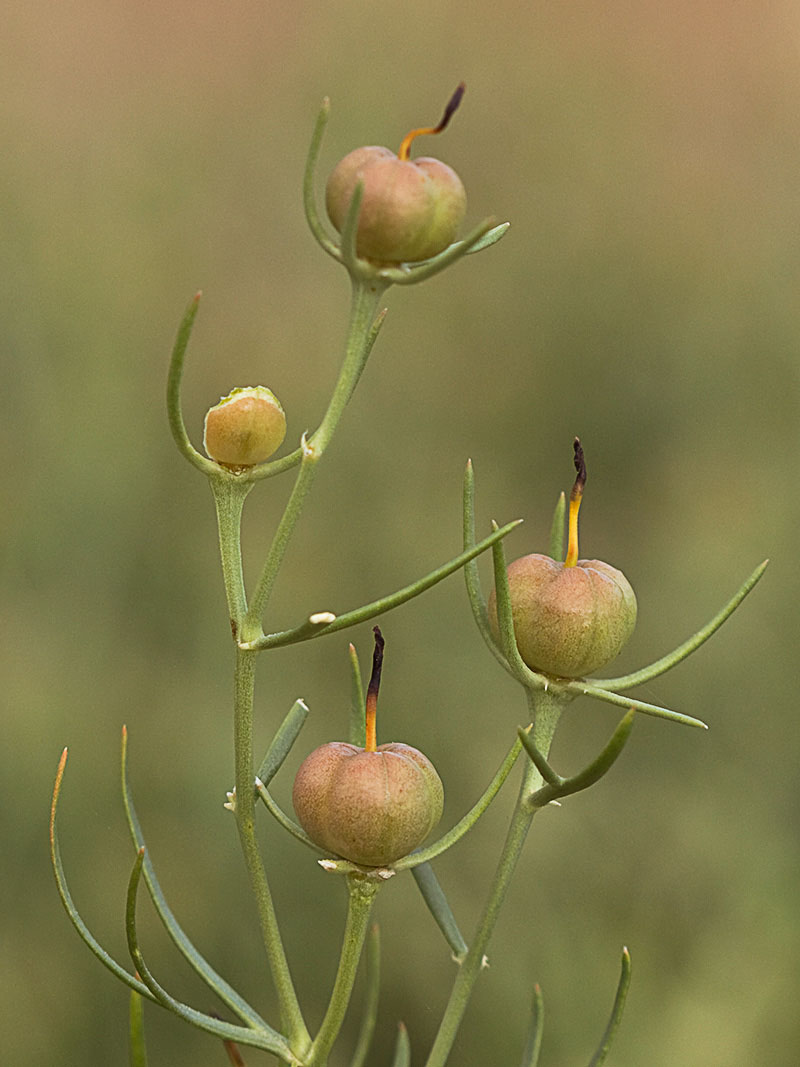 Cápsulas  de la Alharma, catarrocines (Peganum harmala)