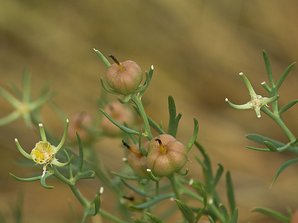 Cápsulas de la Alharma, catarrocines (Peganum harmala)