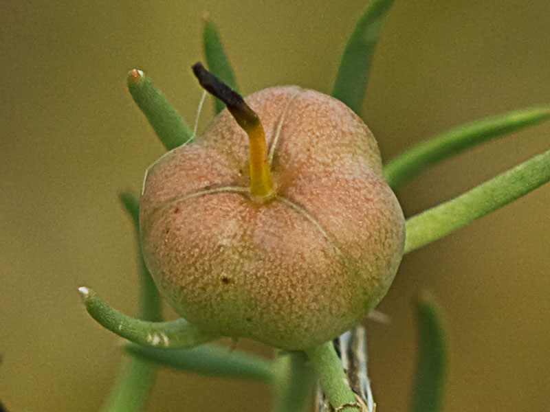 Cápsula de la Alharma, catarrocines (Peganum harmala)