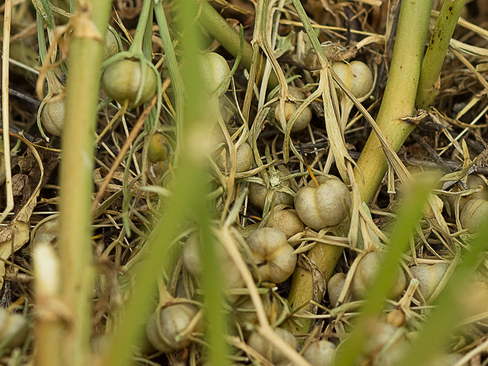 Cápsulas secas y ya caídas de la Alharma, catarrocines (Peganum harmala)
