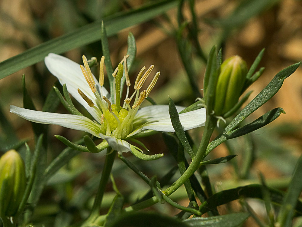 Capítulo de la Alharma, catarrocines (Peganum harmala)