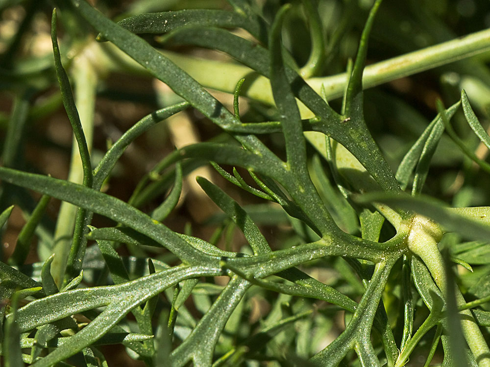 Hojas de la Alharma, catarrocines (Peganum harmala)