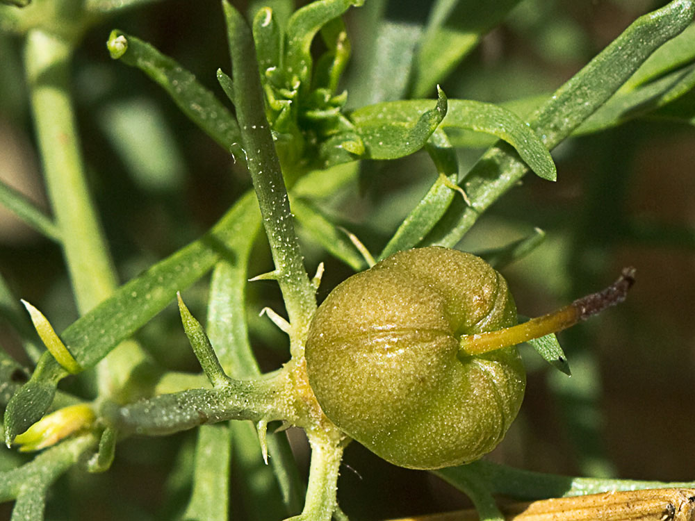 Cápsula de la Alharma, catarrocines (Peganum harmala)