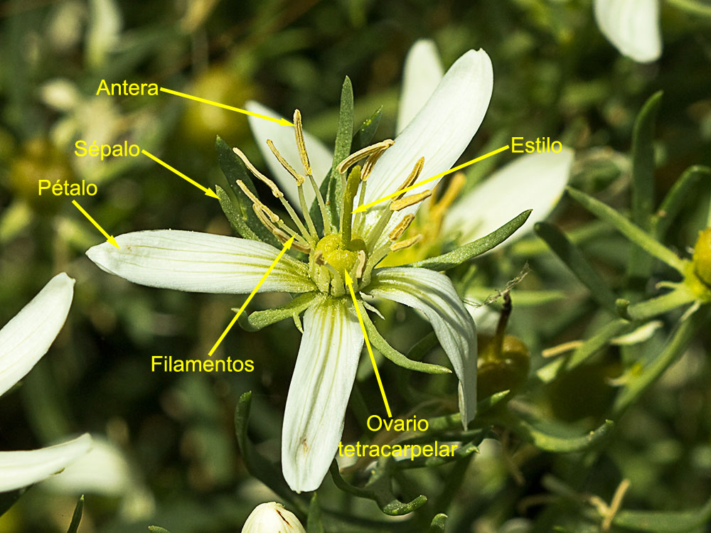 Capítulo de la Alharma, catarrocines (Peganum harmala)