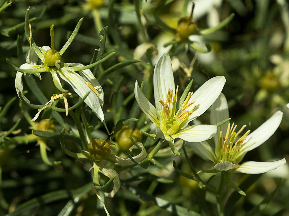Flores de la Alharma, catarrocines (Peganum harmala)