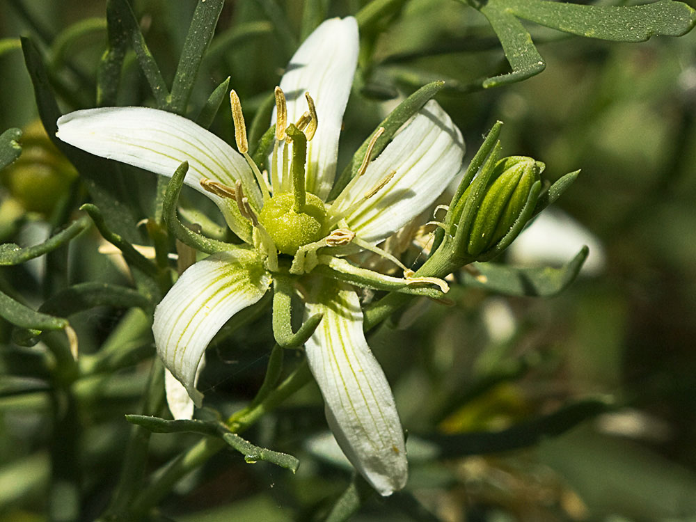 Capítulo dela Alharma, catarrocines (Peganum harmala)