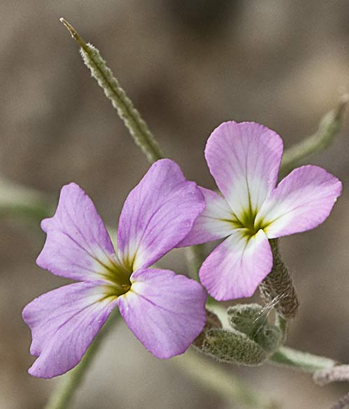 Malcolmia triloba, alhelí marino