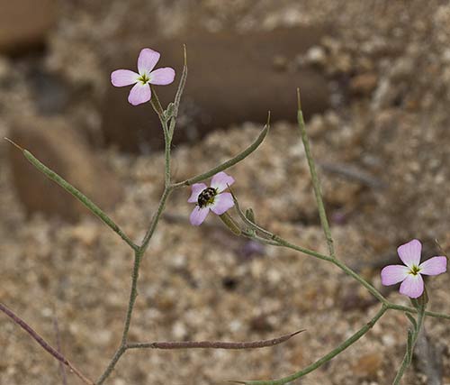 Malcolmia triloba, alhelí marino