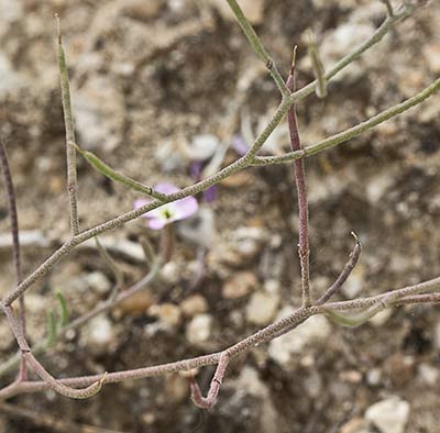 Malcolmia triloba, alhelí marino