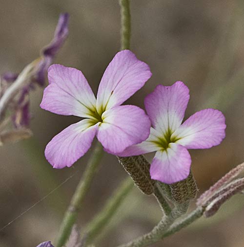 Malcolmia triloba, alhelí marino