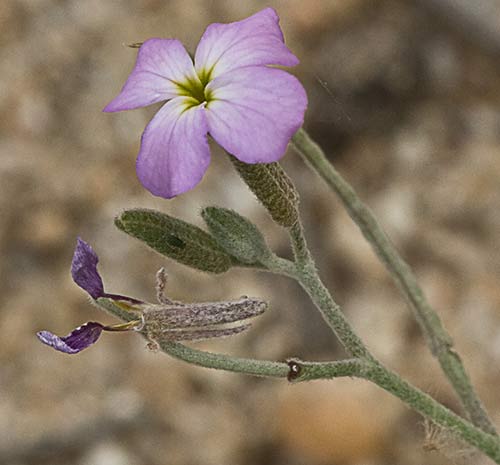 Malcolmia triloba, alhelí marino
