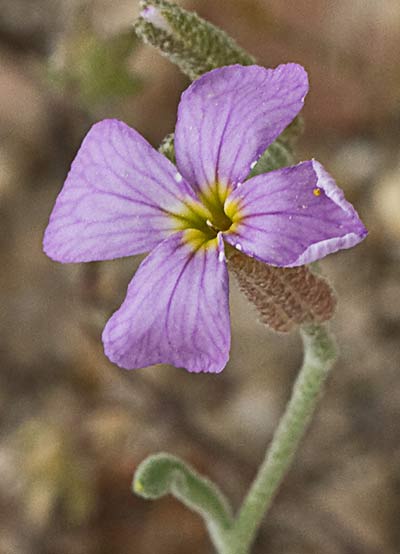 Malcolmia triloba, alhelí marino
