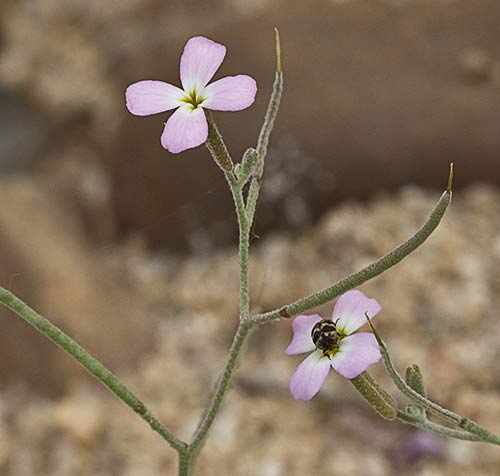 Malcolmia triloba, alhelí marino