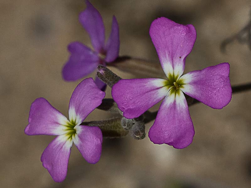 Malcolmia triloba, alhelí marino