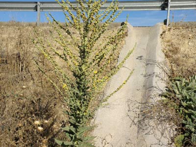 Gordolobo o candelera, Verbascum sinuatum