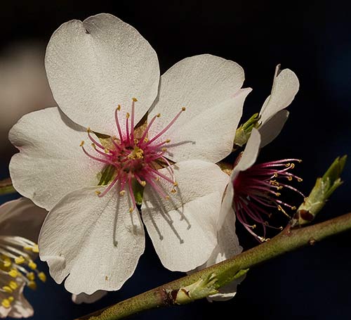 Flor del Almendro (Prunus amygdalus)