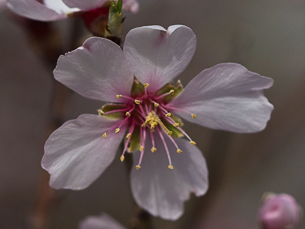 Flor del Almendro (Prunus amygdalus)