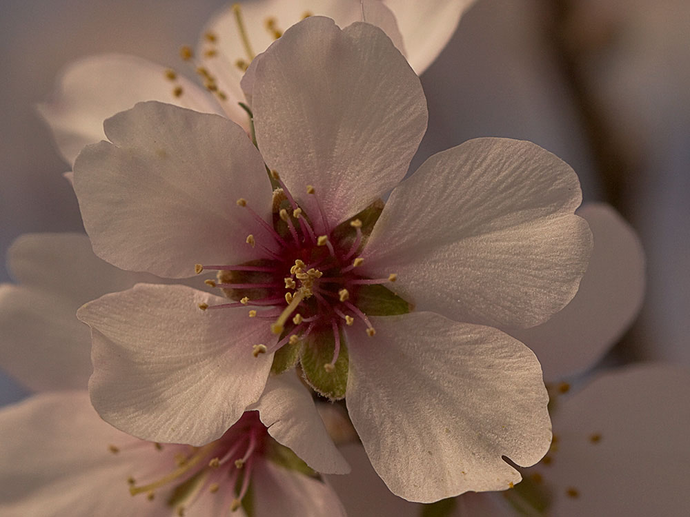 Flor del Almendro (Prunus amygdalus)