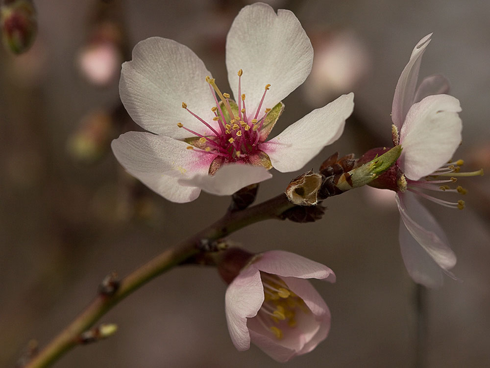 Flor del Almendro (Prunus amygdalus)