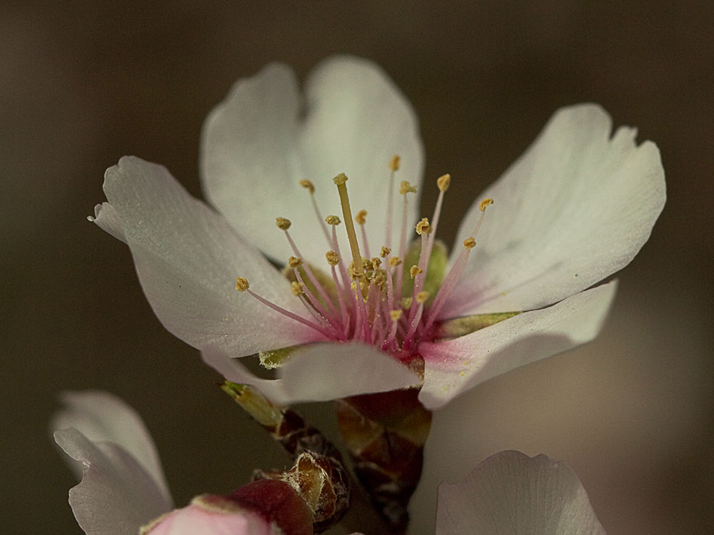 Flor del Almendro (Prunus amygdalus)
