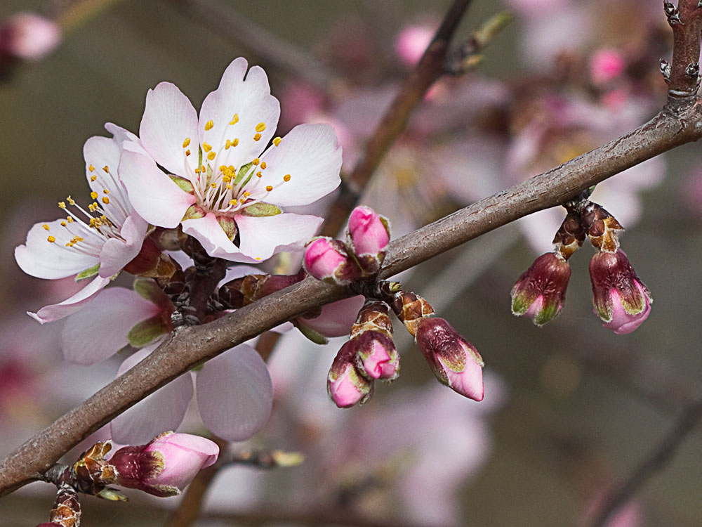 Flor del Almendro (Prunus amygdalus)