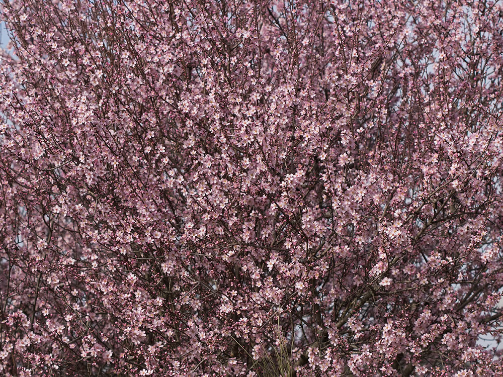 Flor del Almendro (Prunus amygdalus)