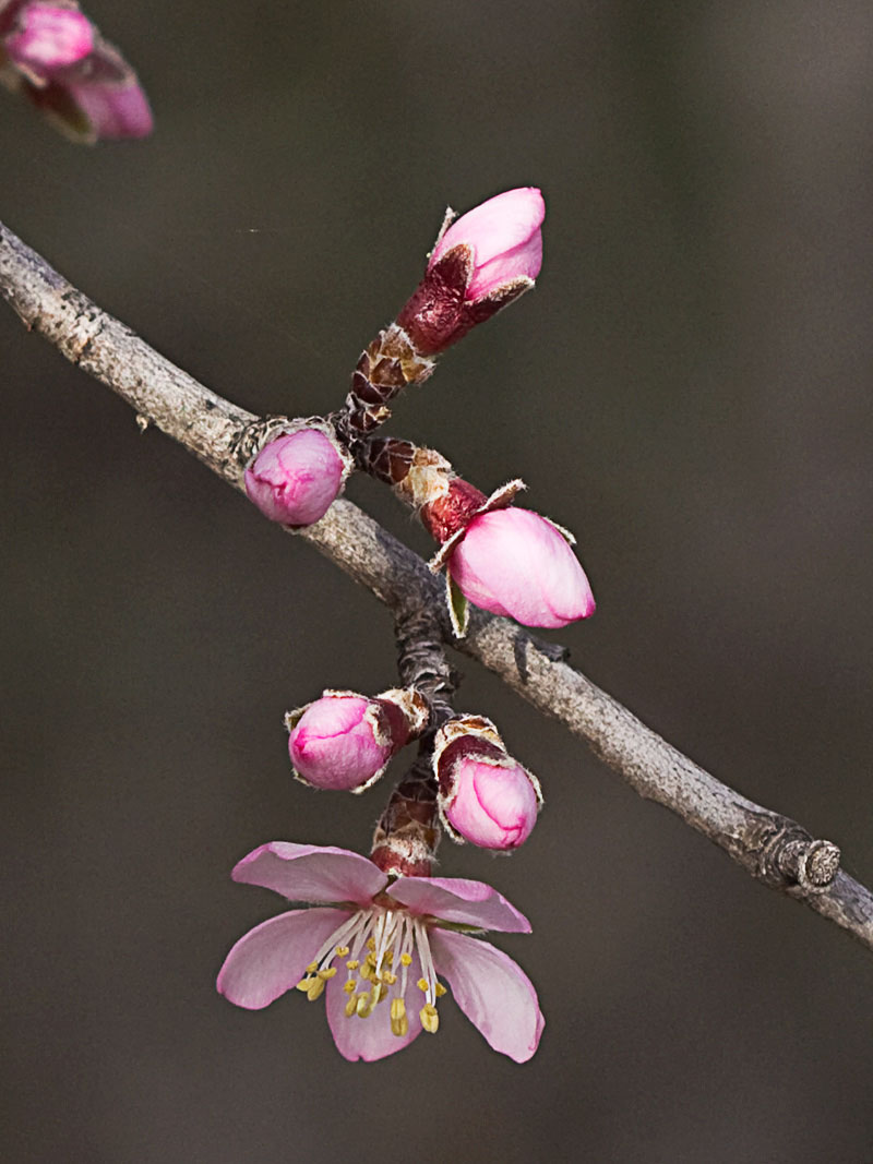 Flor del Almendro (Prunus amygdalus)