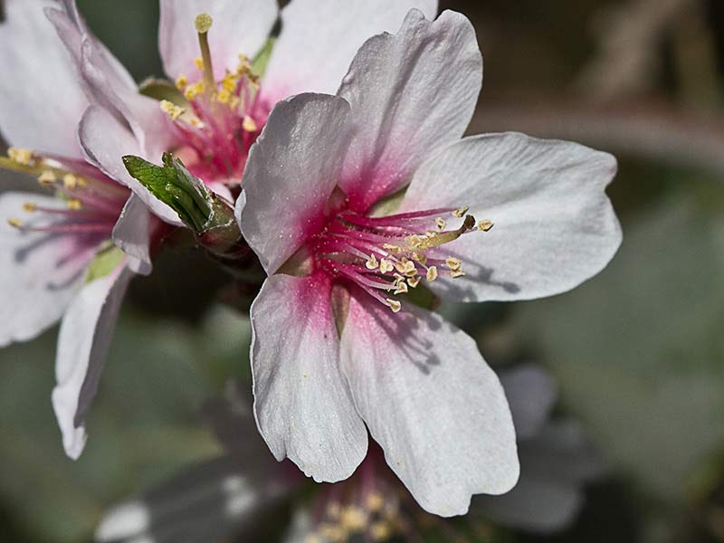 Flor del Almendro (Prunus amygdalus)
