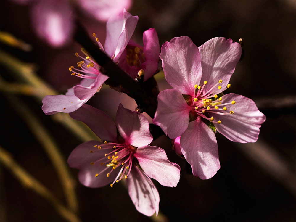 Flor del Almendro (Prunus amygdalus)