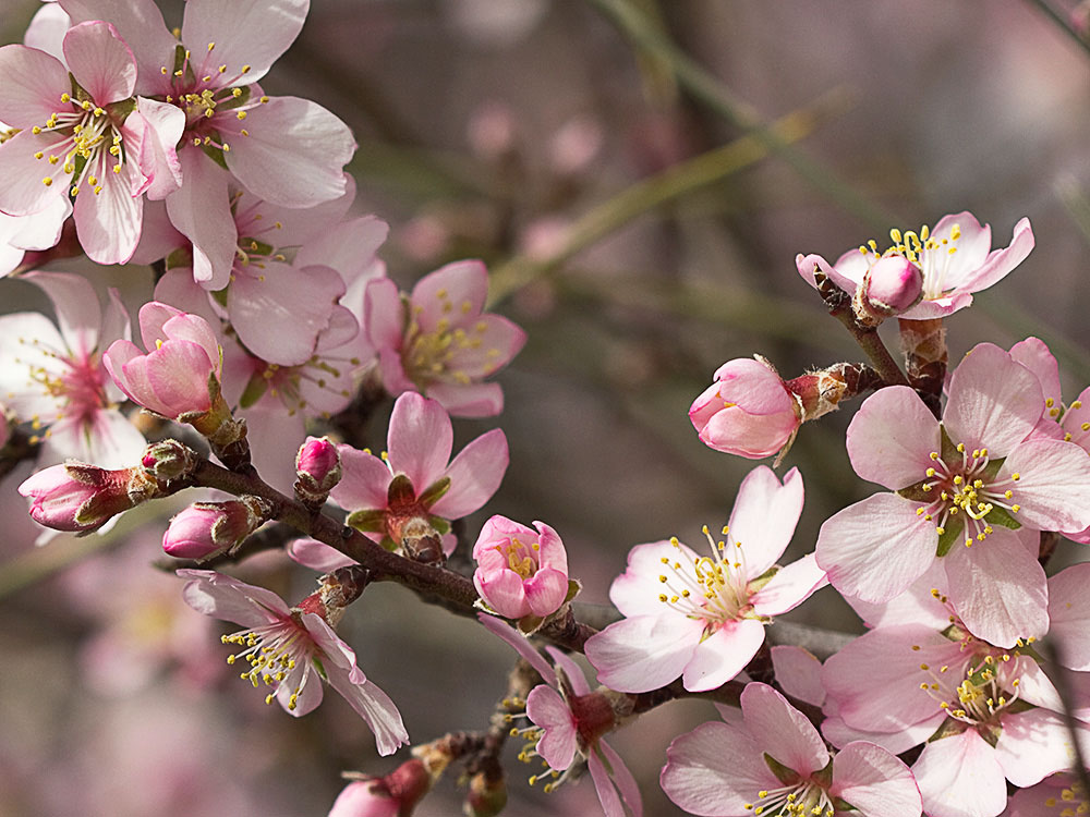 Flor del Almendro (Prunus amygdalus)