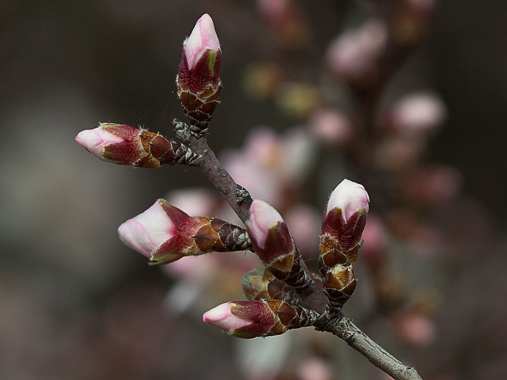 Flor del Almendro (Prunus amygdalus)